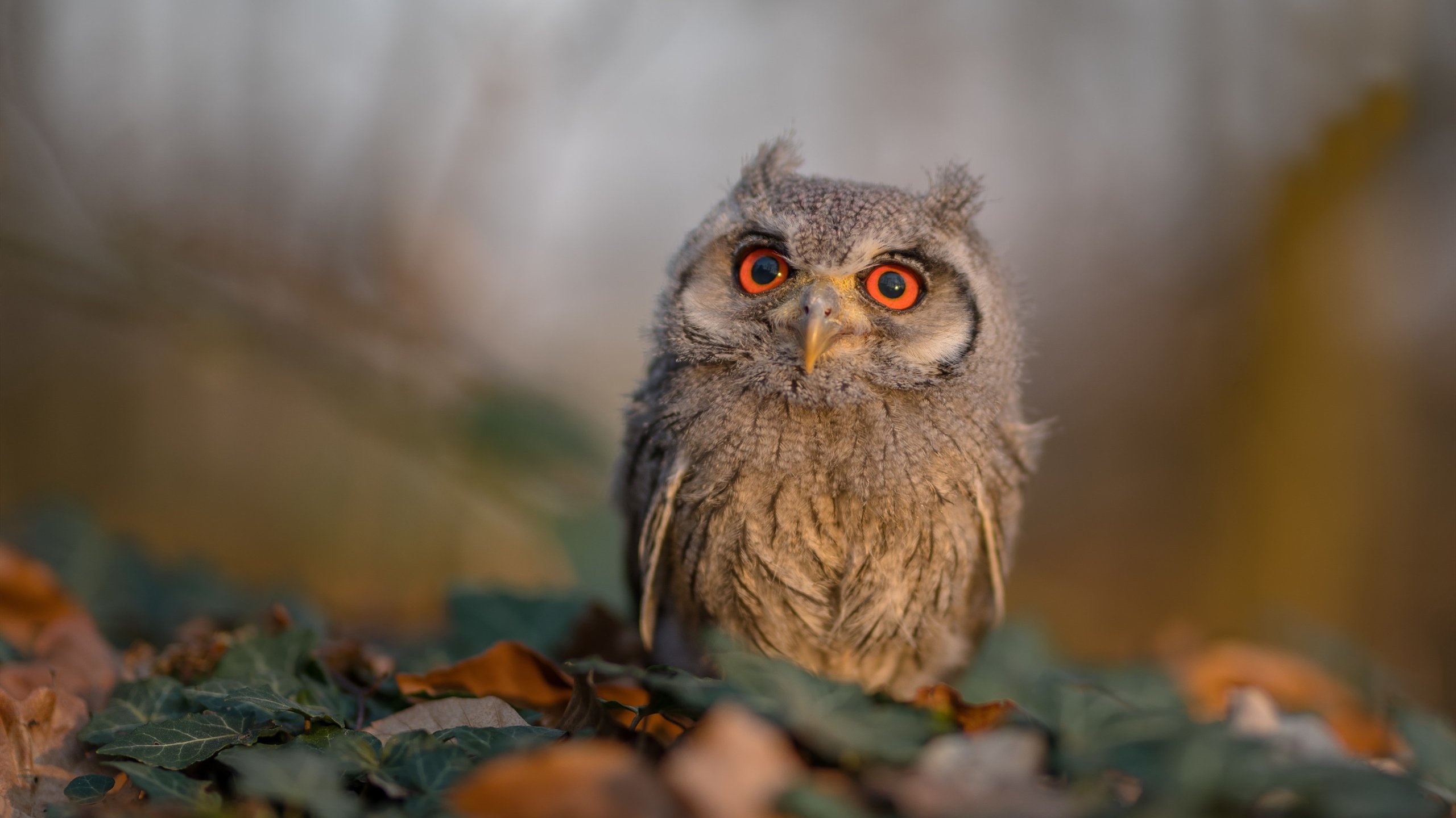 雷火电竞简介-冷雨夜的金色闪电，东契奇一己之力改写京深大战剧本