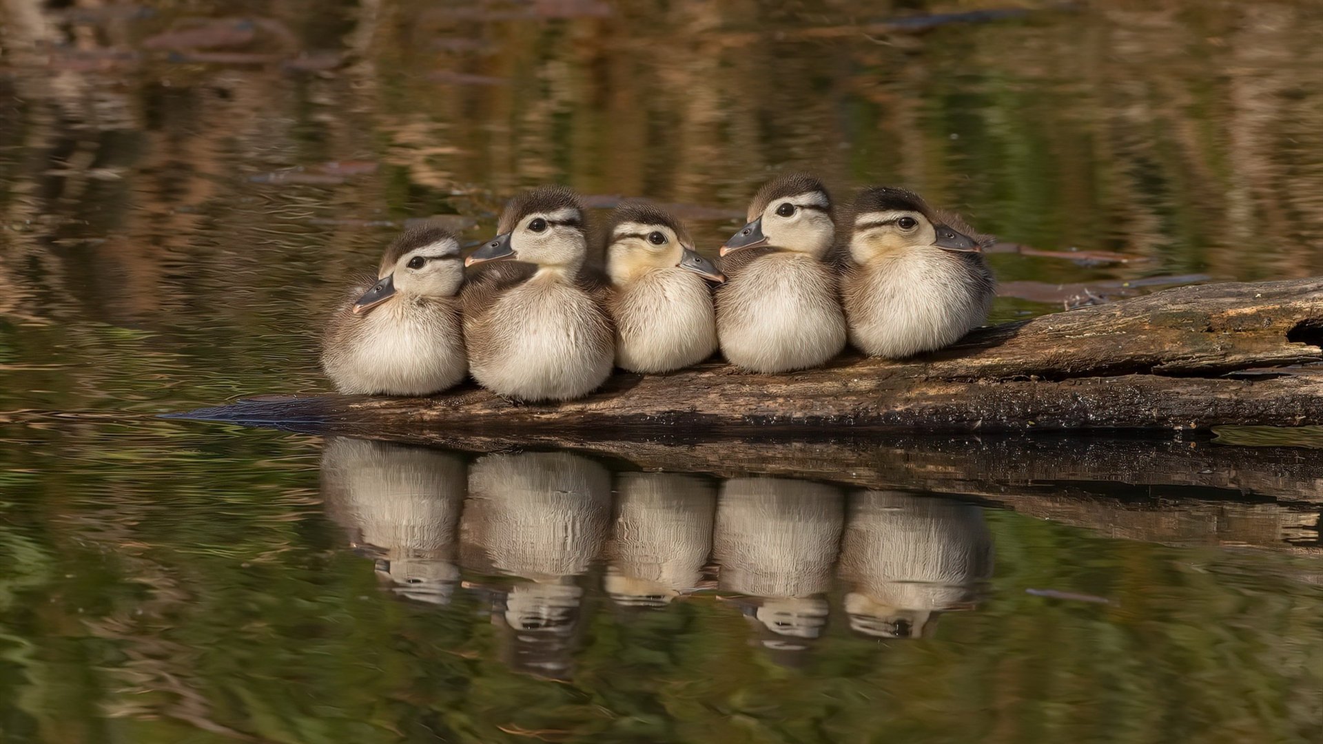 眉字撑天！最硬热火，败给最冷血一剑