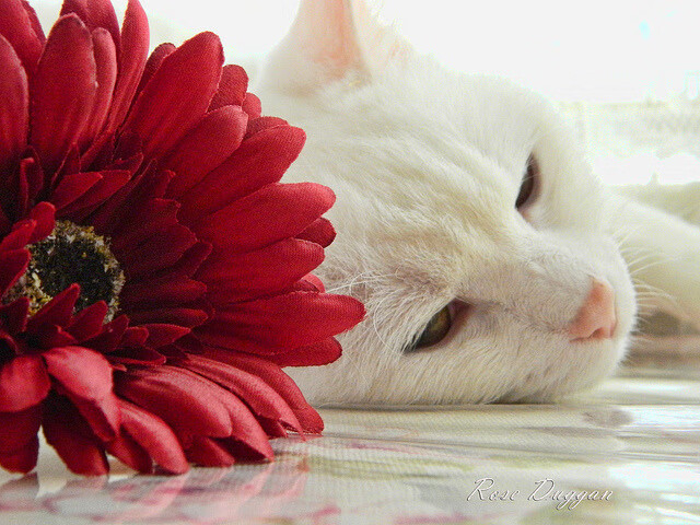 当2025锁防大师布伦森，穿越回2017拯救勇士王朝