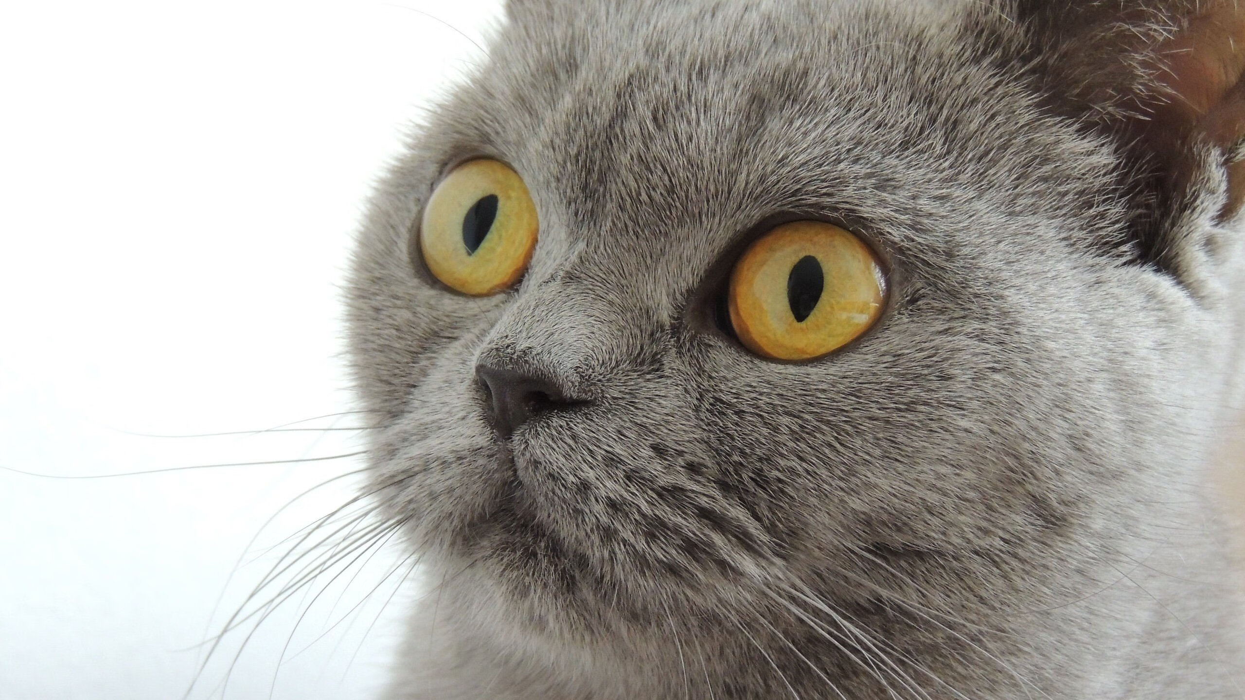 篮球炼金术，当辽宁钢铁洪流浇灭休斯顿火箭—布伦森的关键战不手软哲学