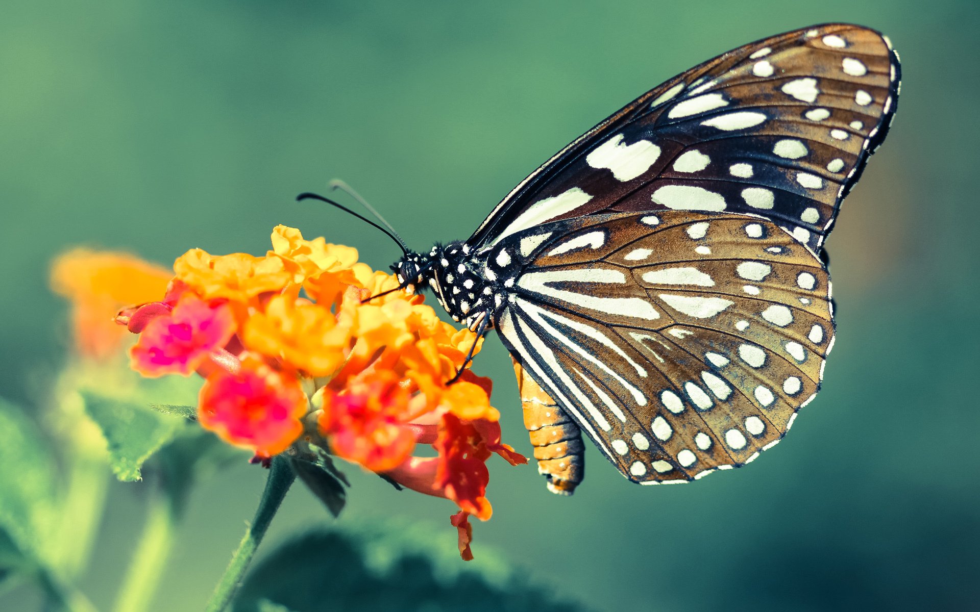 雷火电竞网址-本泽马的救赎，在毕尔巴鄂对阵罗马的焦点战中重新证明自己