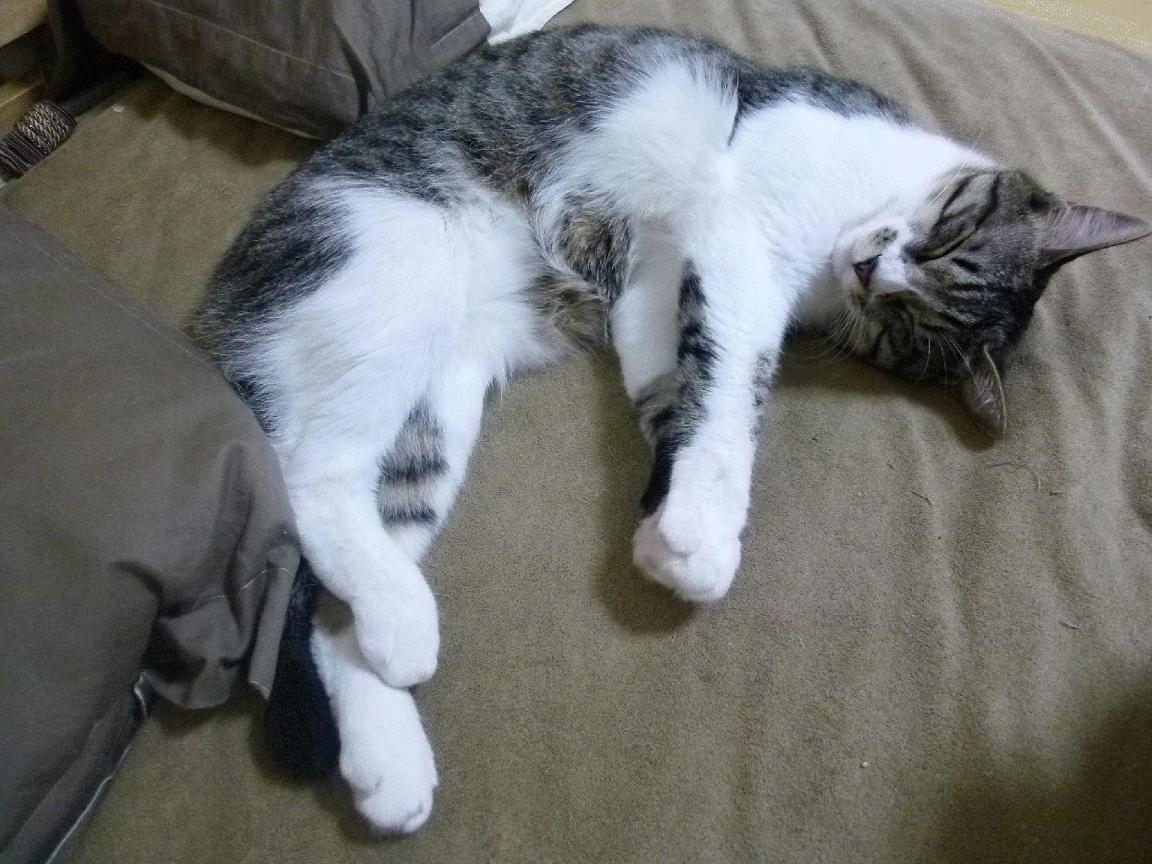 雷火电竞入驻-戈贝尔筑起绿军叹息之墙，爵士用防守哲学制霸波士顿