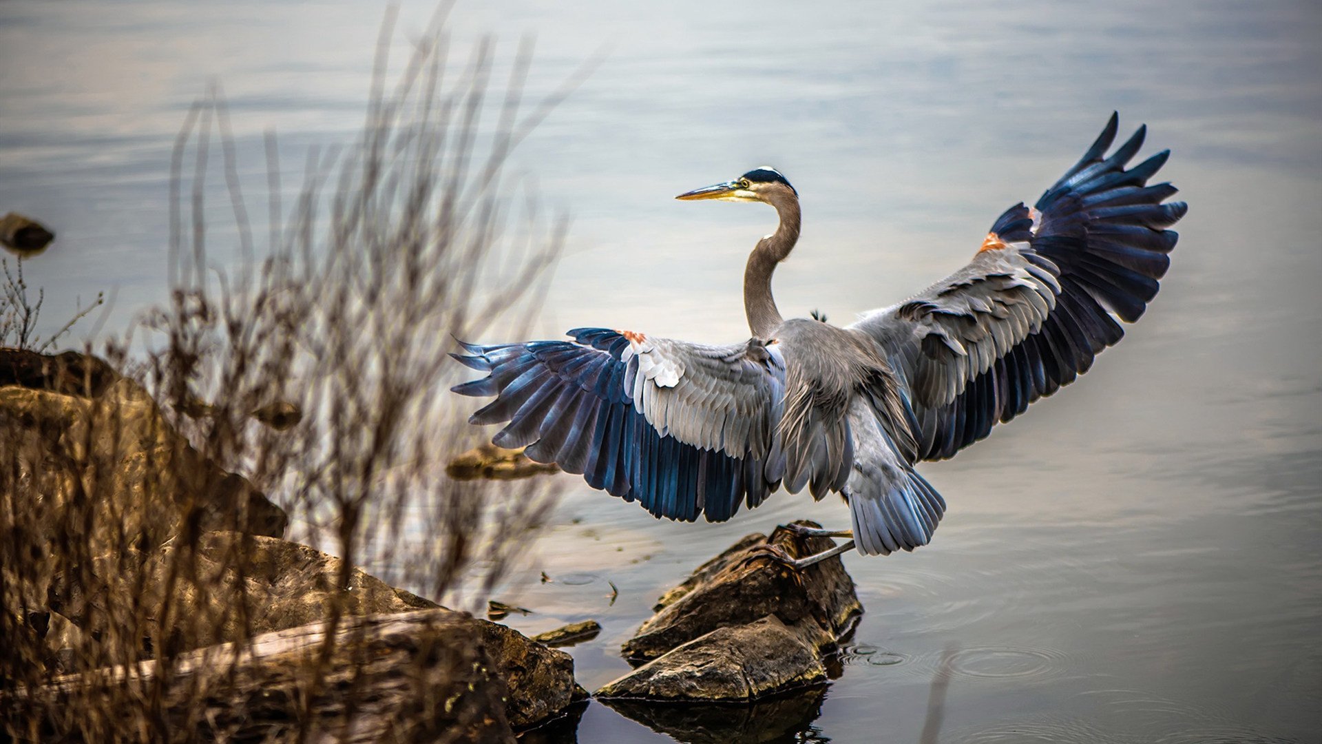 戈贝尔筑起绿军叹息之墙,爵士用防守哲学制霸波士顿