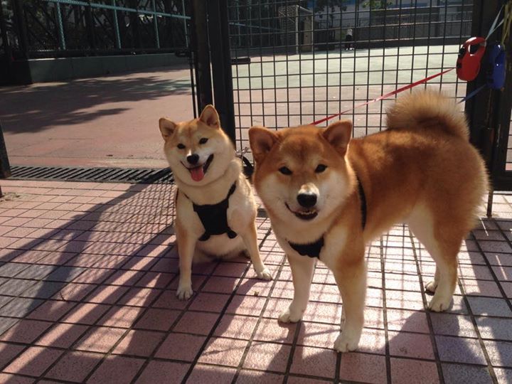 2026世界杯狂欢夜，活塞传奇队47分屠牛致敬足球盛宴