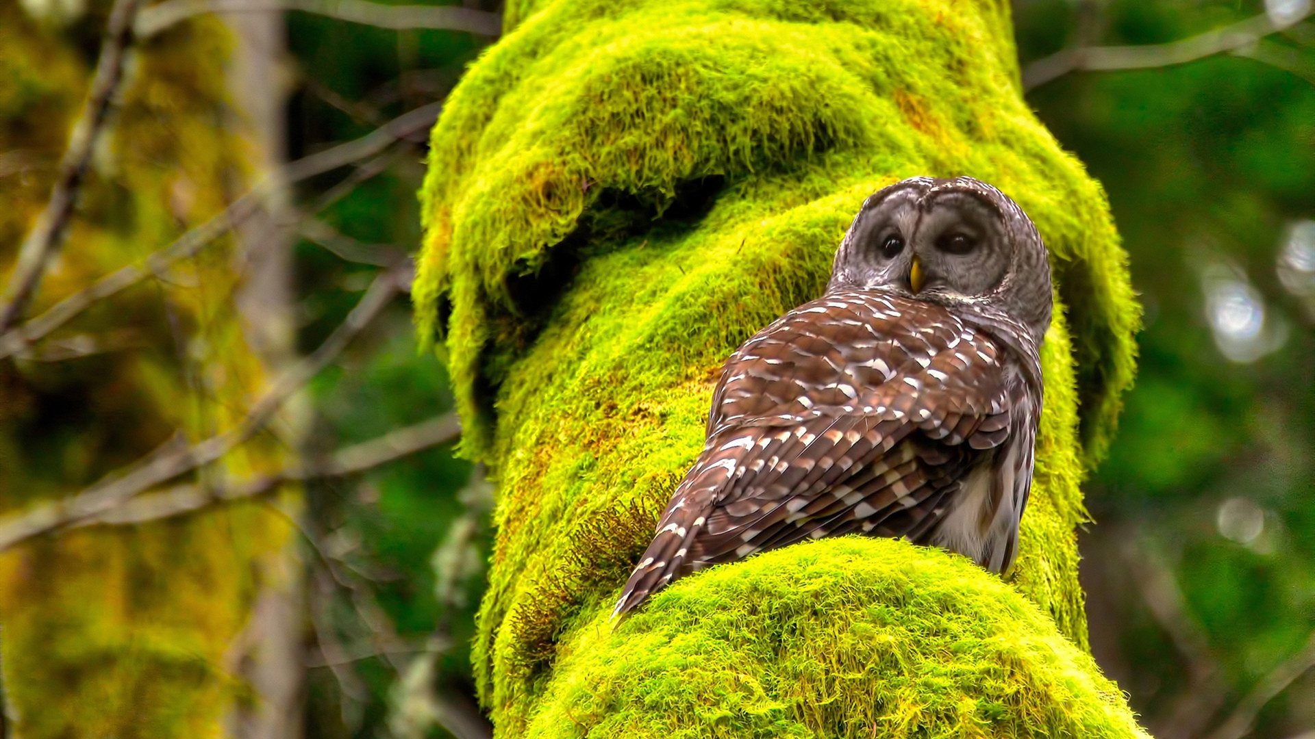 雷火电竞亚洲先驱-改写足球历史的90分钟，厄德高一脚洞穿三狮军团心脏