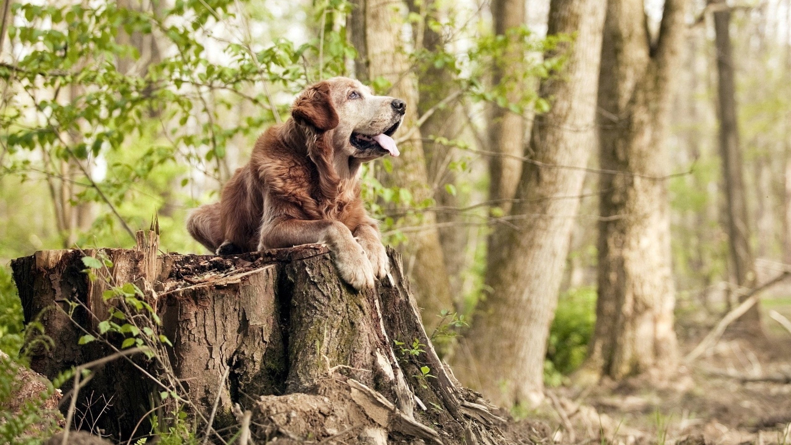 卡瓦哈尔爆发引领乌克兰战术压制卡塔尔，绿茵场上的战术革命