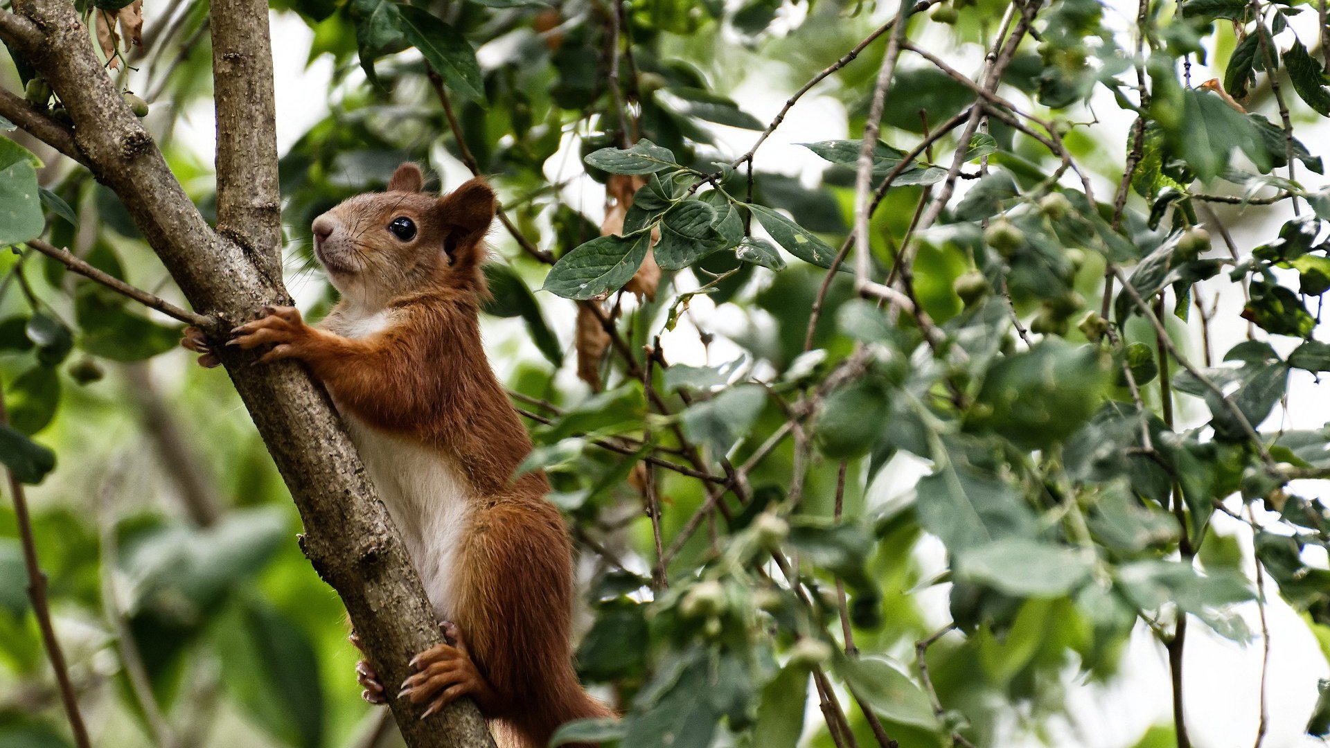 雷火电竞主播-地理代码404，当牙买加雷鬼脉冲遭遇奥地利算法防线—基耶萨的乱码美学