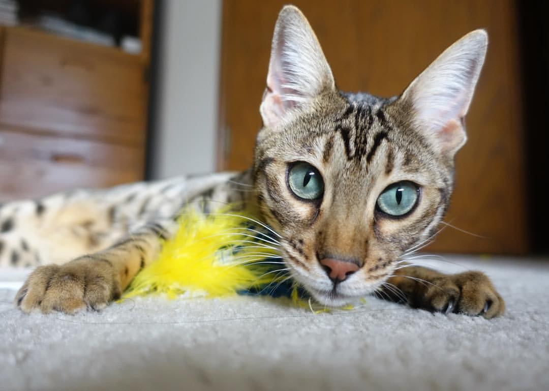 极速启航与绿茵凯歌,F1揭幕战焦点对决,亚特兰大完胜马赛