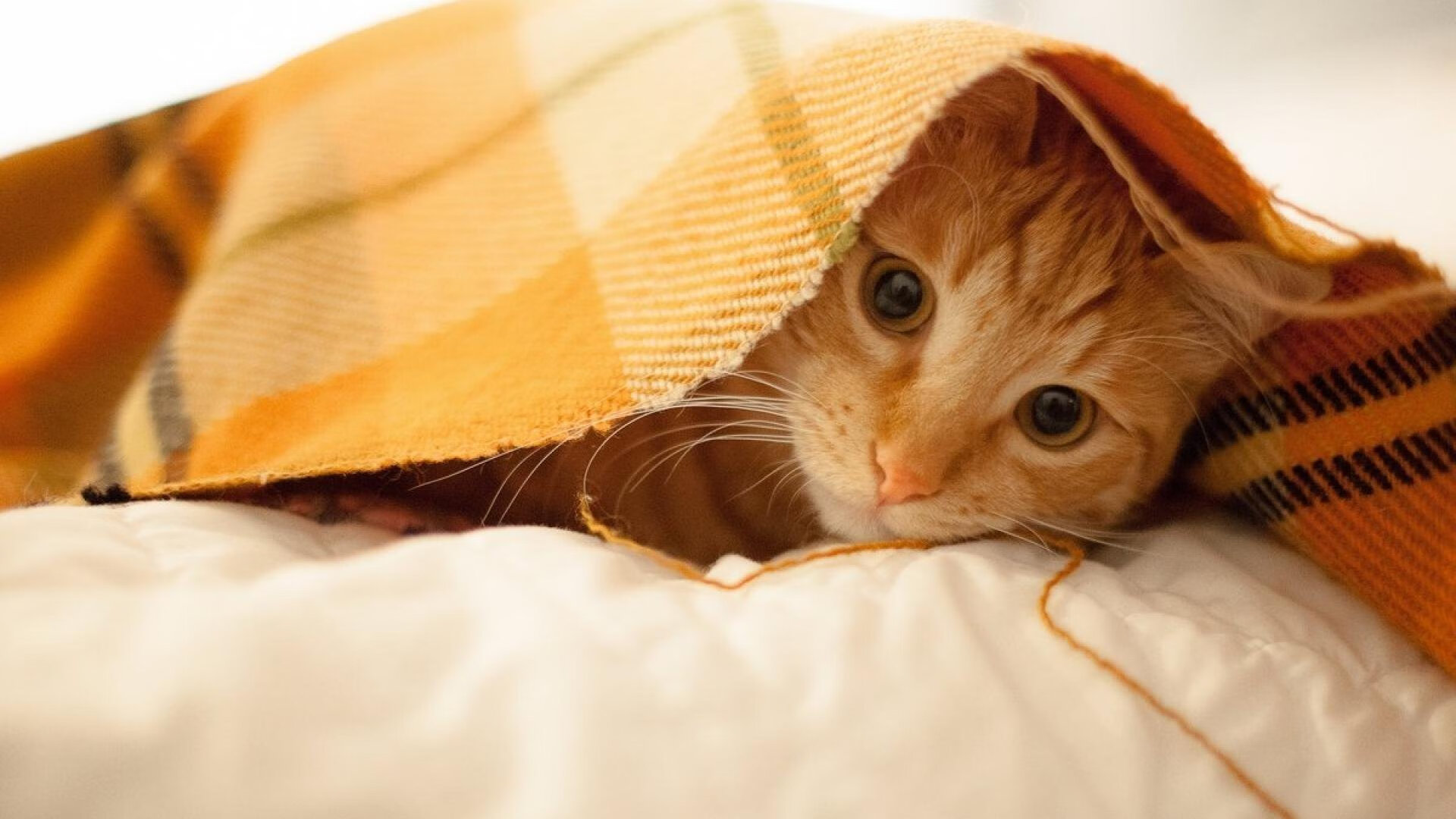 首先，是扩展思维后的文章标题