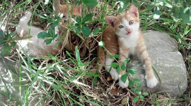 雷火电竞合作-东决关键战之夜，命悬一线的唯一解法，巴尔韦德完成被时间锚定的里程碑